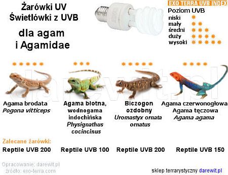 Jakie żarówki UVB wybrać dla agam, sklep terrarystyczny Warszawa